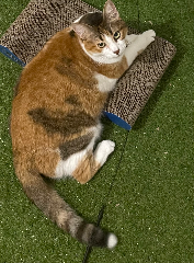 Photo de GATO