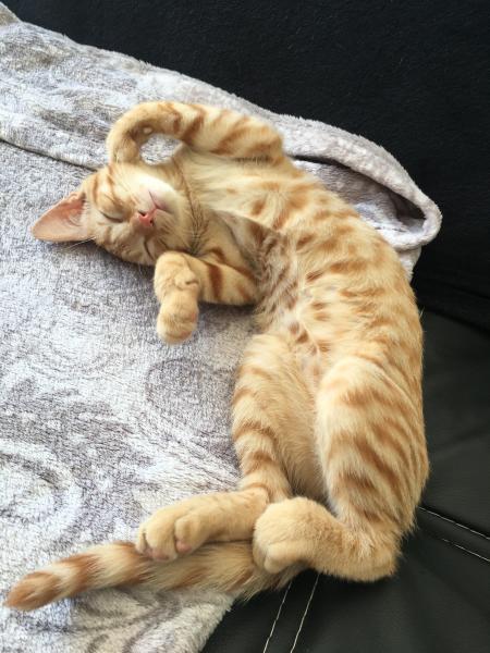 Peanut