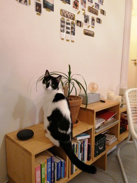 Photo de Nova