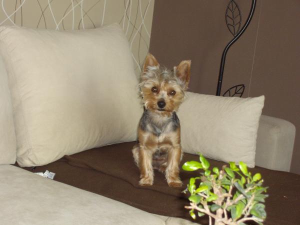 CLEA