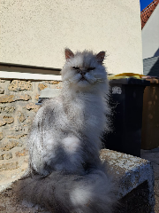 Photo de Domino