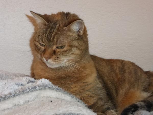 Photo de Babouche