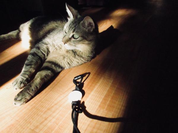 Photo de Dali