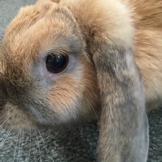 Milka