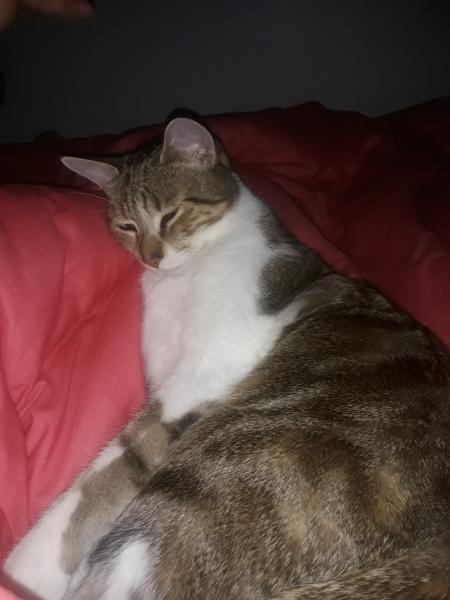 tigrou