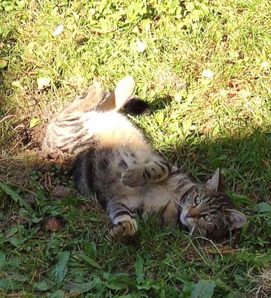 Maya