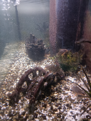 Poissons