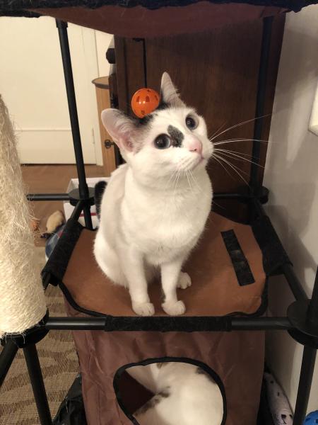 Mimie