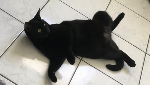 Mylo
