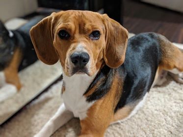 Photo de Banh Bao