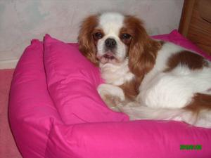 AMLYNE