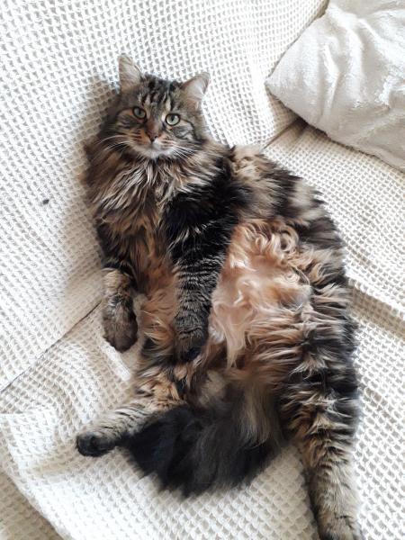 Nala