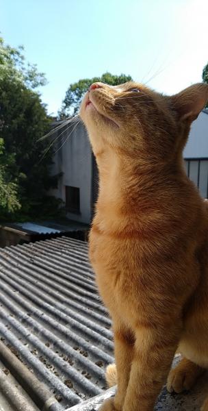Lucifer