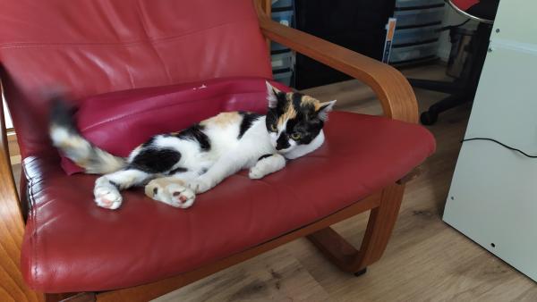 NOISETTE