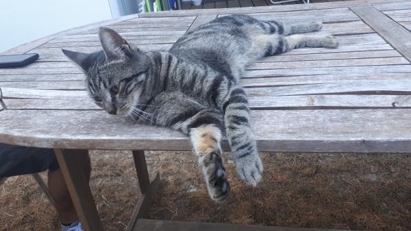 Olax