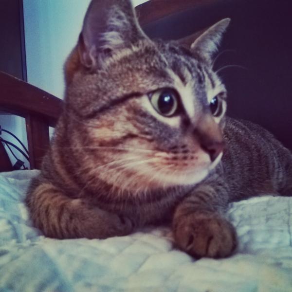 MALI