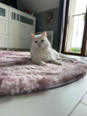 Neko