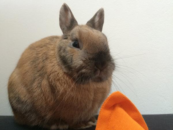 popi