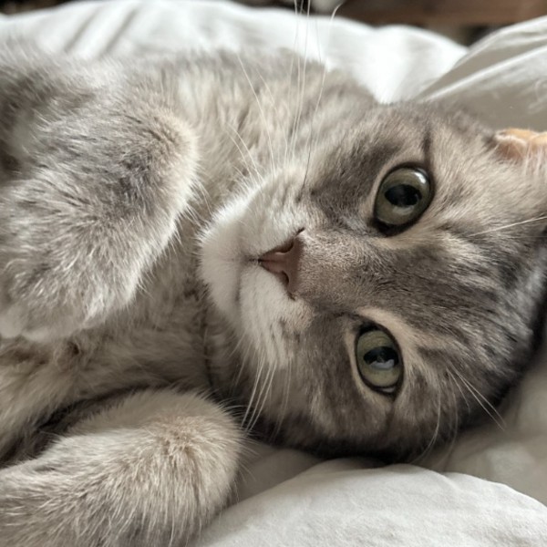 Photo de Berlioz