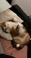 Olly