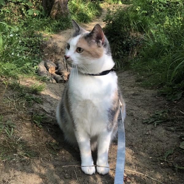 Naya