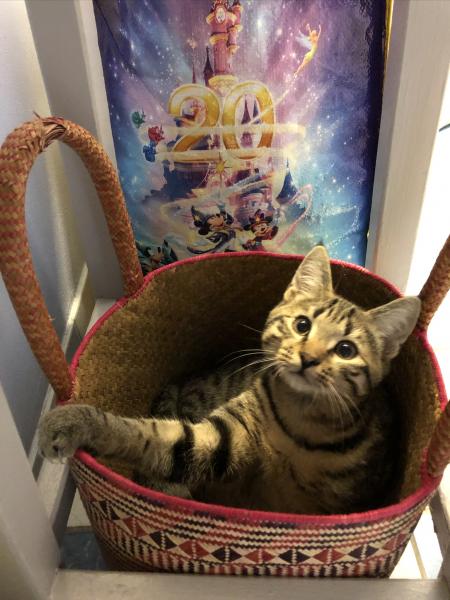 Photo de Loki