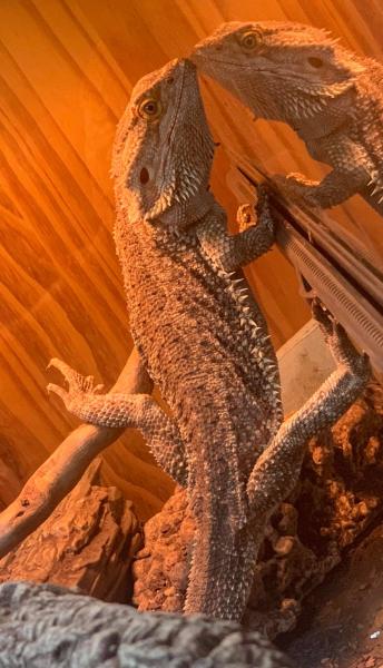 Zilla