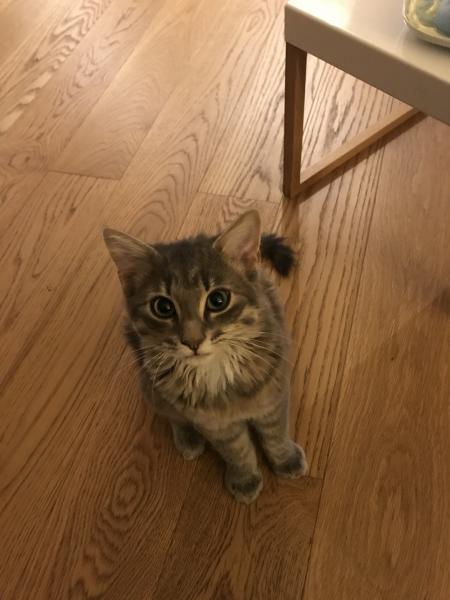 Neko