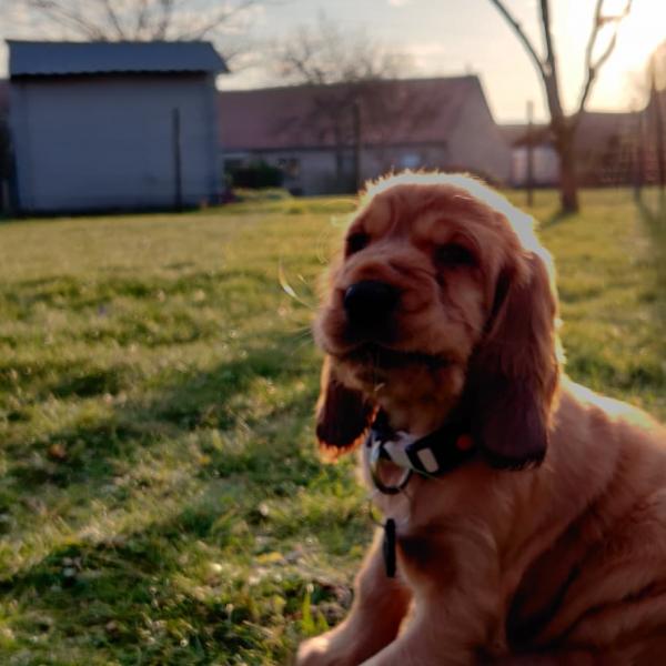 Pumba