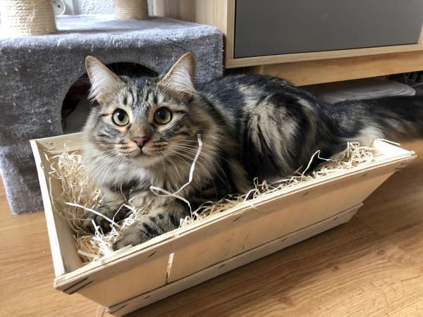 Onyx