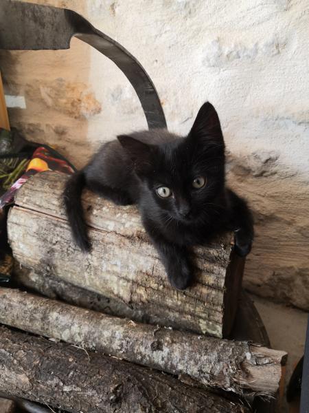 Nora