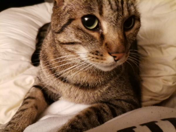 Tigrou