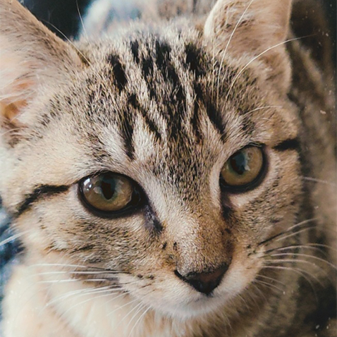Lumy
