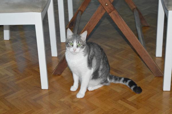 Photo de Starsky