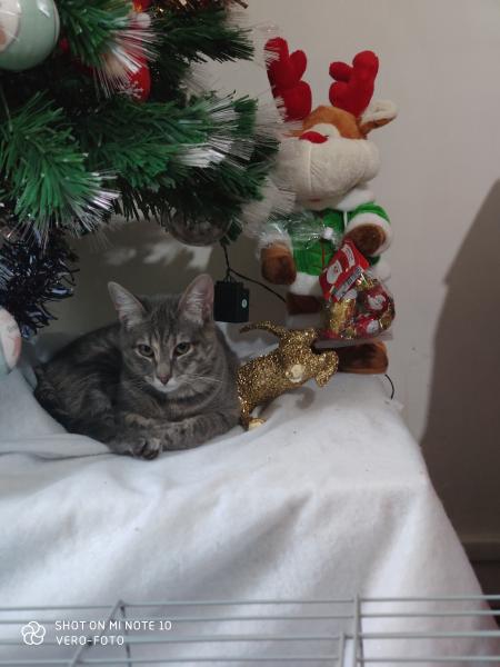 Nala