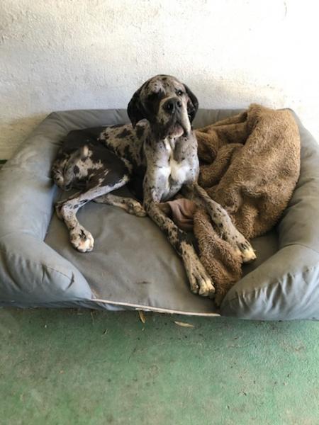 Photo de Pongo