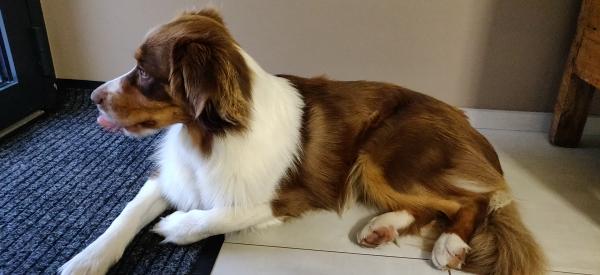 Photo de Pipa