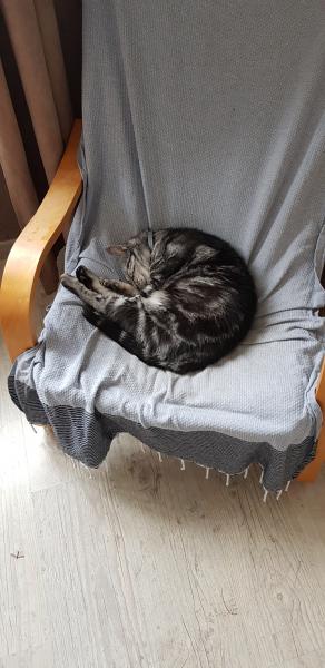 Chaussette
