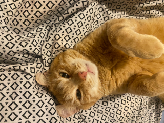 Garfield