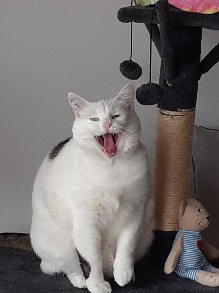 Photo de Nali