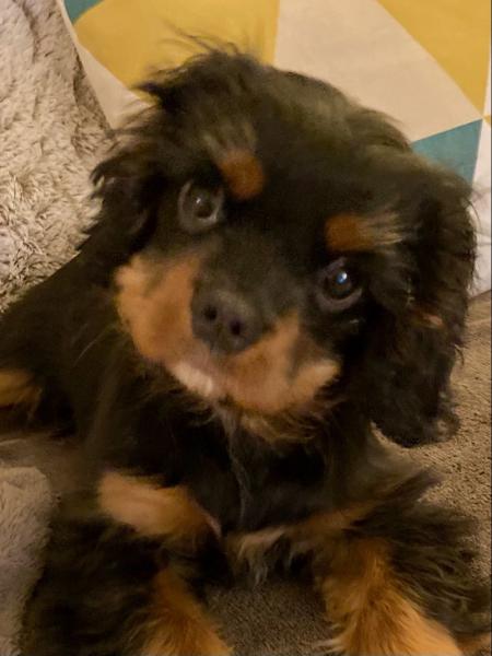 Photo de Romeo