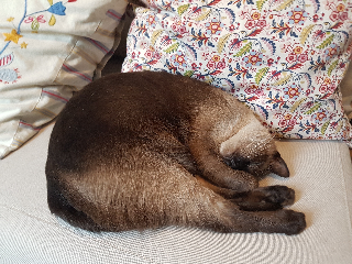 Féni