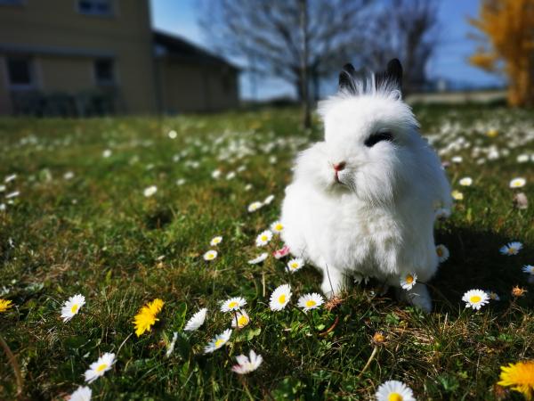 Titoune