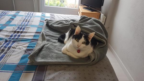 Photo de Popiette