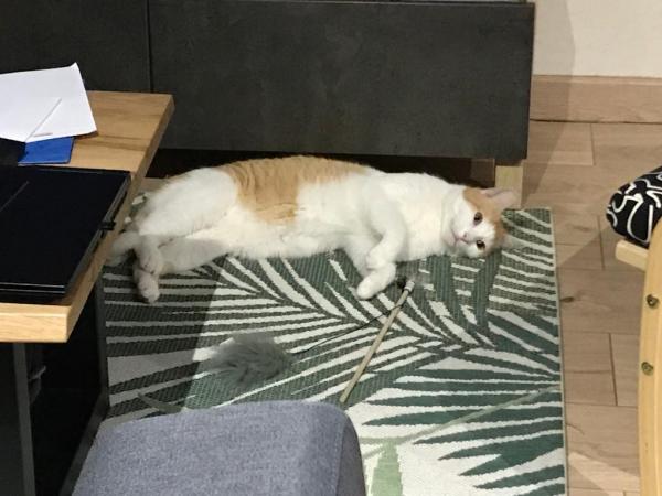 Simba