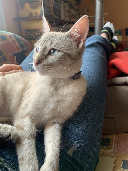 Kira
