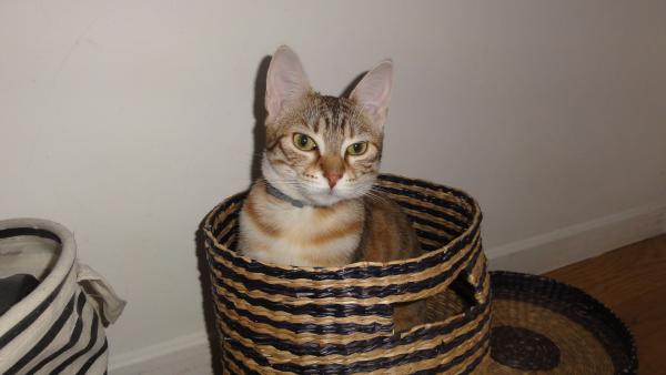 Chloé