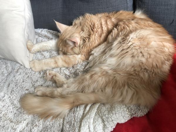 Gimli