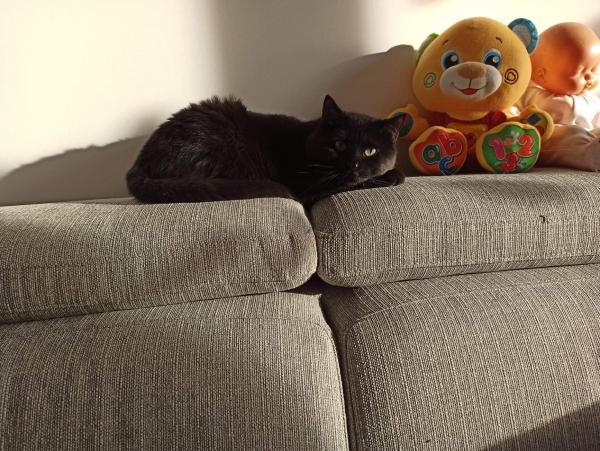Photo de hortense