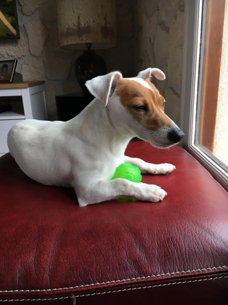 Photo de Woody